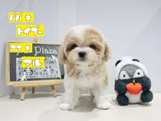 兵庫県のマルプー(マルチーズ×プードル) (ペット・プラザ アミーゴつかしん店/2025年10月20日生まれ/女の子/アプリコット)の子犬の1枚目の画像