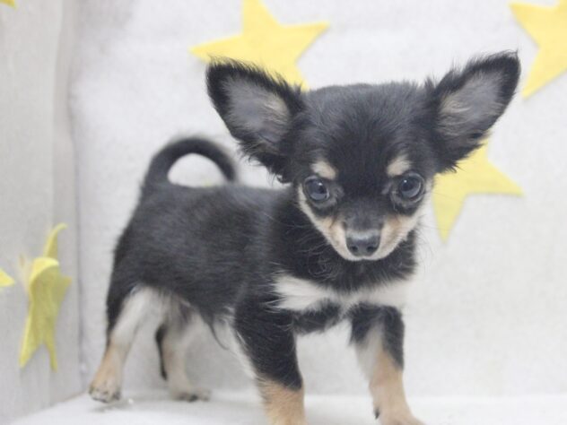 愛媛県のチワワ(ロング) (アミーゴ新居浜店/2025年9月8日生まれ/男の子/ブラックタンホワイト)の子犬の2枚目の画像