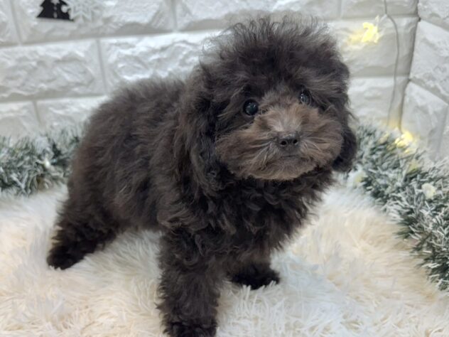 兵庫県のトイプードル(トイ) (ワンキャラット アミーゴ姫路飾磨店/2025年9月13日生まれ/女の子/グレー)の子犬の2枚目の画像