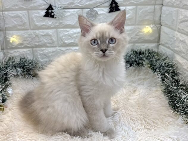 兵庫県のサイベリアン (ワンキャラット アミーゴ姫路飾磨店/2025年8月6日生まれ/女の子/ブルーリンクスポイント)の子猫の4枚目の画像