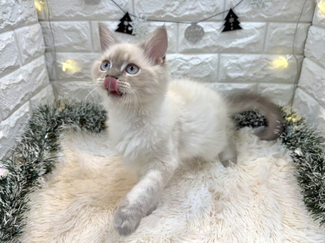 兵庫県のサイベリアン (ワンキャラット アミーゴ姫路飾磨店/2025年8月6日生まれ/女の子/ブルーリンクスポイント)の子猫の3枚目の画像