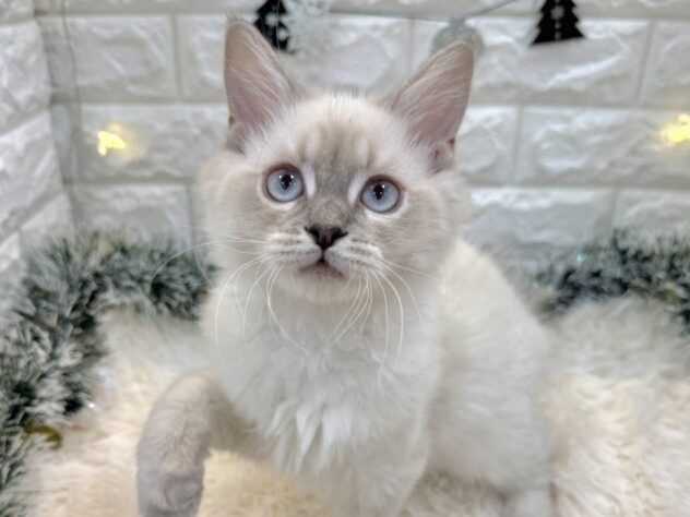 兵庫県のサイベリアン (ワンキャラット アミーゴ姫路飾磨店/2025年8月6日生まれ/女の子/ブルーリンクスポイント)の子猫の1枚目の画像