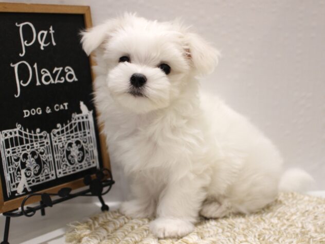 大阪府のマルチーズ (ペット・プラザ アミーゴ箕面店/2025年10月15日生まれ/女の子/ホワイト)の子犬の1枚目の画像