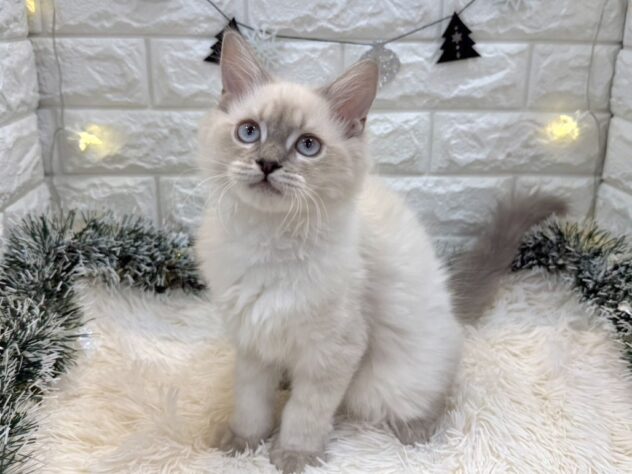 兵庫県のサイベリアン (ワンキャラット アミーゴ姫路飾磨店/2025年8月6日生まれ/女の子/ブルーリンクスポイント)の子猫の2枚目の画像