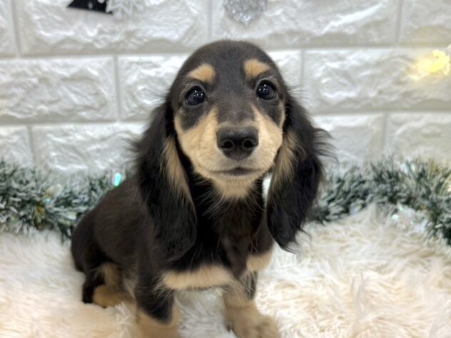 兵庫県のミニチュアダックスフンド(ロング) (ワンキャラット アミーゴ姫路飾磨店/2025年8月27日生まれ/女の子/ブラックイエロー)の子犬の2枚目の画像