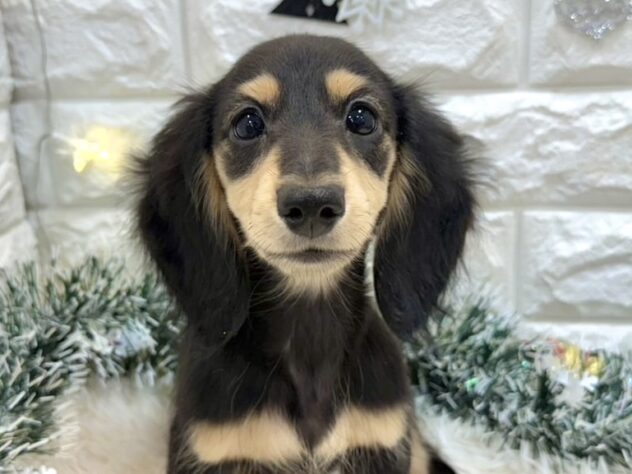 兵庫県のミニチュアダックスフンド(ロング) (ワンキャラット アミーゴ姫路飾磨店/2025年8月27日生まれ/女の子/ブラックイエロー)の子犬の1枚目の画像