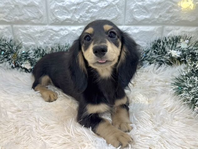 兵庫県のミニチュアダックスフンド(ロング) (ワンキャラット アミーゴ姫路飾磨店/2025年8月27日生まれ/女の子/ブラックイエロー)の子犬の3枚目の画像