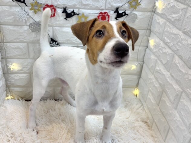 兵庫県のジャックラッセルテリア (ワンキャラット アミーゴ姫路飾磨店/2025年5月19日生まれ/男の子/タンホワイト)の子犬の3枚目の画像