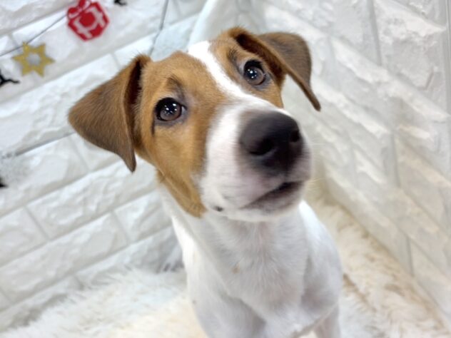 兵庫県のジャックラッセルテリア (ワンキャラット アミーゴ姫路飾磨店/2025年5月19日生まれ/男の子/タンホワイト)の子犬の4枚目の画像