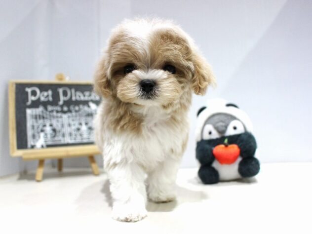 兵庫県のマルプー(マルチーズ×プードル) (ペット・プラザ アミーゴつかしん店/2025年10月20日生まれ/女の子/アプリコット)の子犬の3枚目の画像