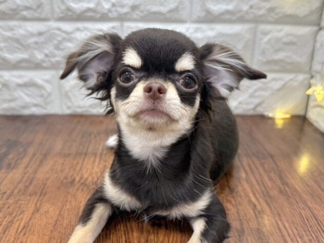 兵庫県のチワワ(ロング) (ワンキャラット アミーゴ姫路飾磨店/2025年7月10日生まれ/女の子/チョコレートクリーム)の子犬の1枚目の画像