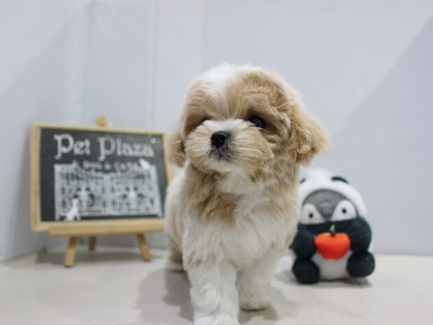 兵庫県のマルプー(マルチーズ×プードル) (ペット・プラザ アミーゴつかしん店/2025年10月20日生まれ/女の子/アプリコット)の子犬の4枚目の画像