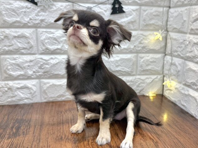 兵庫県のチワワ(ロング) (ワンキャラット アミーゴ姫路飾磨店/2025年7月10日生まれ/女の子/チョコレートクリーム)の子犬の3枚目の画像