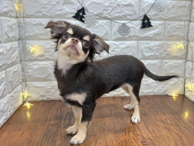 兵庫県のチワワ(ロング) (ワンキャラット アミーゴ姫路飾磨店/2025年7月10日生まれ/女の子/チョコレートクリーム)の子犬の2枚目の画像