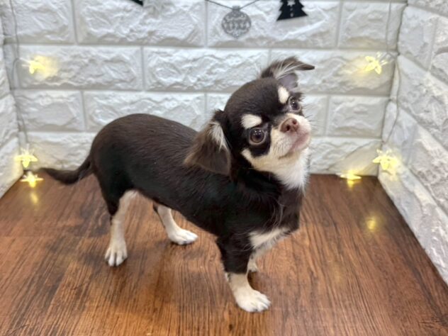 兵庫県のチワワ(ロング) (ワンキャラット アミーゴ姫路飾磨店/2025年7月10日生まれ/女の子/チョコレートクリーム)の子犬の4枚目の画像