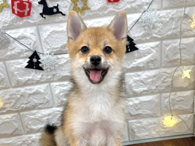 兵庫県のハーフ犬・ミックス犬 (ワンキャラット アミーゴ姫路飾磨店/2025年7月10日生まれ/女の子/赤)の子犬の1枚目の画像