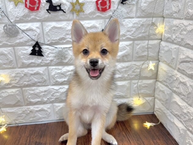兵庫県のハーフ犬・ミックス犬 (ワンキャラット アミーゴ姫路飾磨店/2025年7月10日生まれ/女の子/赤)の子犬の4枚目の画像