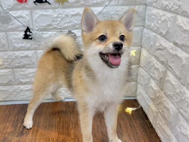 兵庫県のハーフ犬・ミックス犬 (ワンキャラット アミーゴ姫路飾磨店/2025年7月10日生まれ/女の子/赤)の子犬の3枚目の画像