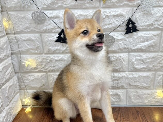 兵庫県のハーフ犬・ミックス犬 (ワンキャラット アミーゴ姫路飾磨店/2025年7月10日生まれ/女の子/赤)の子犬の2枚目の画像
