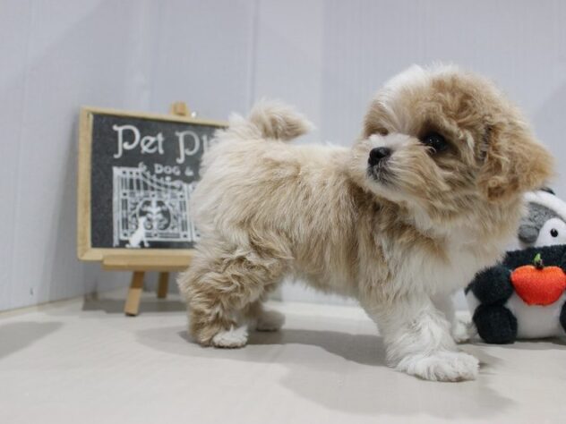 兵庫県のマルプー(マルチーズ×プードル) (ペット・プラザ アミーゴつかしん店/2025年10月20日生まれ/女の子/アプリコット)の子犬の2枚目の画像