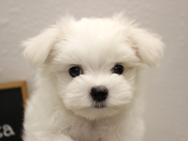 大阪府のマルチーズ (ペット・プラザ アミーゴ箕面店/2025年10月15日生まれ/女の子/ホワイト)の子犬の2枚目の画像