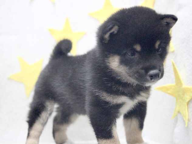 愛媛県の豆柴 (アミーゴ新居浜店/2025年10月6日生まれ/男の子/黒)の子犬の3枚目の画像