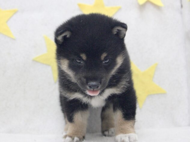 愛媛県の豆柴 (アミーゴ新居浜店/2025年10月6日生まれ/男の子/黒)の子犬の2枚目の画像