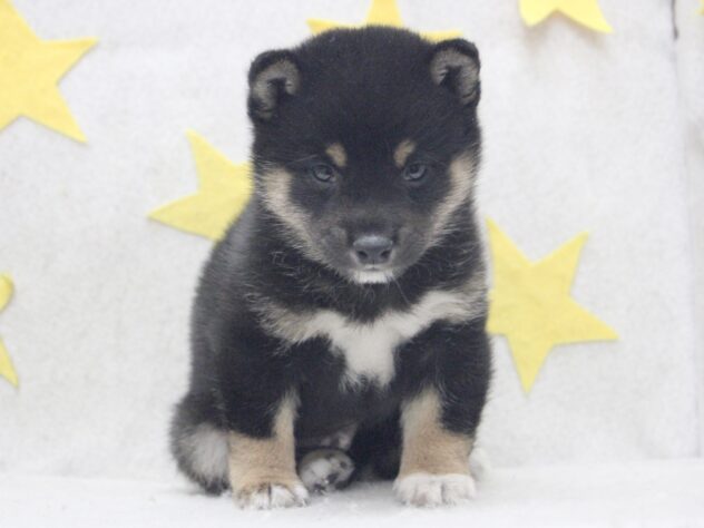 愛媛県の豆柴 (アミーゴ新居浜店/2025年10月6日生まれ/男の子/黒)の子犬の1枚目の画像