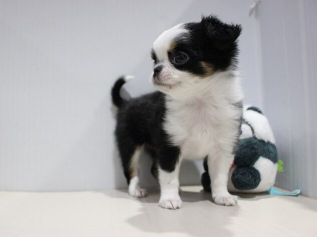 兵庫県のチワワ(ロング) (ペット・プラザ アミーゴつかしん店/2025年10月19日生まれ/女の子/ブラッククリームホワイト)の子犬の2枚目の画像