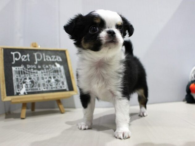 兵庫県のチワワ(ロング) (ペット・プラザ アミーゴつかしん店/2025年10月19日生まれ/女の子/ブラッククリームホワイト)の子犬の1枚目の画像