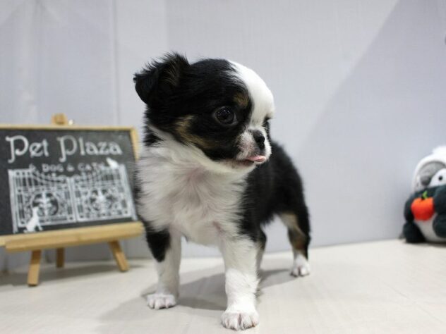 兵庫県のチワワ(ロング) (ペット・プラザ アミーゴつかしん店/2025年10月19日生まれ/女の子/ブラッククリームホワイト)の子犬の3枚目の画像