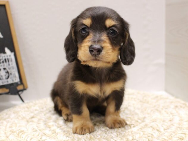 大阪府のミニチュアダックスフンド(ロング) (ペット・プラザ アミーゴ箕面店/2025年10月18日生まれ/男の子/ブルータン)の子犬の1枚目の画像