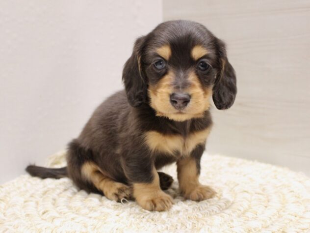 大阪府のミニチュアダックスフンド(ロング) (ペット・プラザ アミーゴ箕面店/2025年10月18日生まれ/男の子/ブルータン)の子犬の2枚目の画像