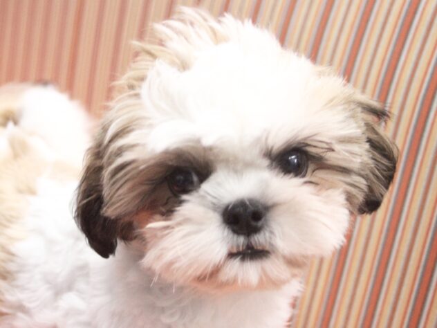 愛媛県のシーズー (アミーゴ新居浜店/2025年8月31日生まれ/女の子/ホワイトゴールド)の子犬