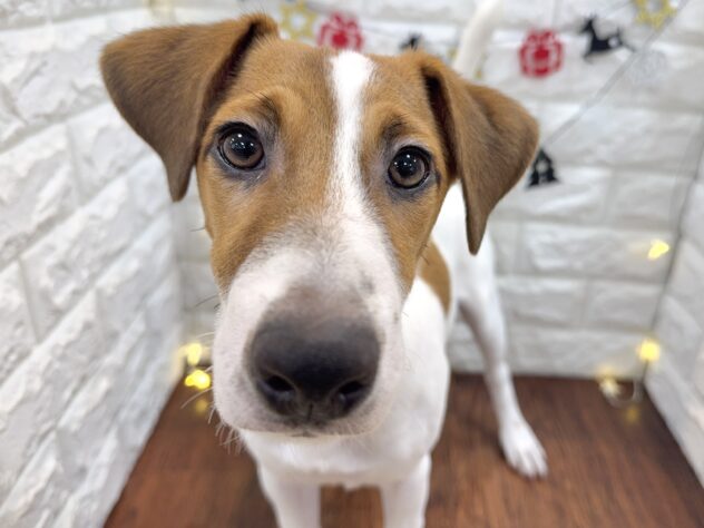 兵庫県のジャックラッセルテリア (ワンキャラット アミーゴ姫路飾磨店/2025年5月19日生まれ/男の子/タンホワイト)の子犬の2枚目の画像