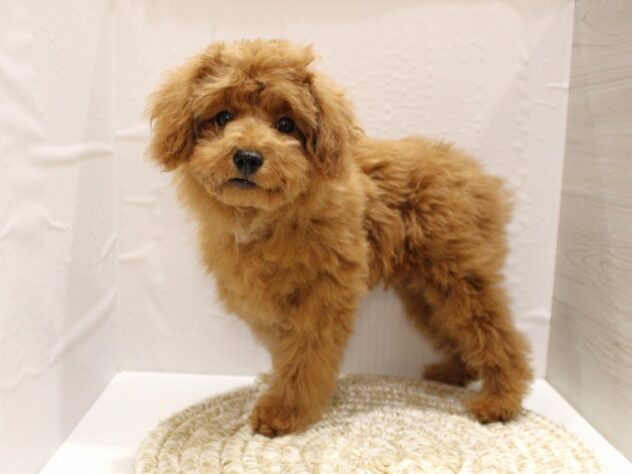 大阪府のトイプードル(トイ) (ペット・プラザ アミーゴ箕面店/2025年8月21日生まれ/男の子/レッド)の子犬の3枚目の画像