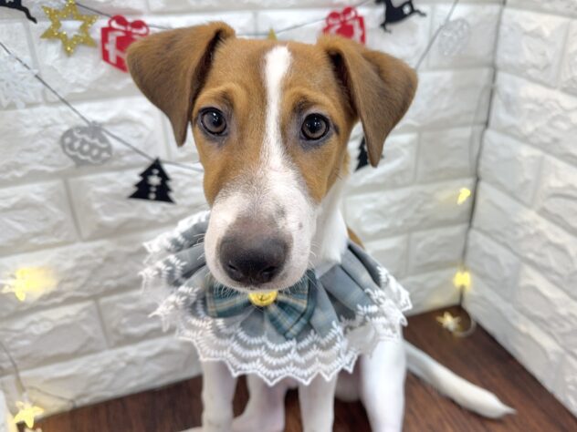 兵庫県のジャックラッセルテリア (ワンキャラット アミーゴ姫路飾磨店/2025年5月19日生まれ/男の子/タンホワイト)の子犬の1枚目の画像