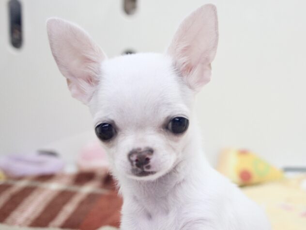 愛媛県のチワワ(ロング) (アミーゴ新居浜店/2025年9月16日生まれ/女の子/クリームホワイト)の子犬の1枚目の画像