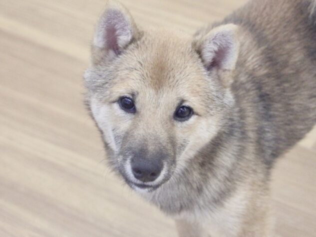 愛媛県の豆柴 (アミーゴ新居浜店/2025年7月10日生まれ/男の子/赤)の子犬