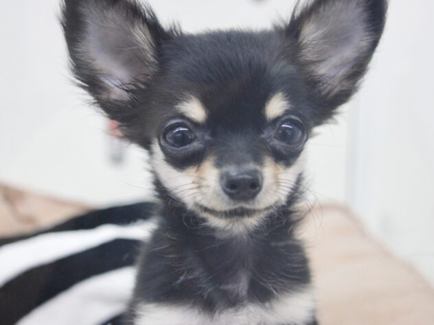 愛媛県のチワワ(ロング) (アミーゴ新居浜店/2025年9月8日生まれ/男の子/ブラックタンホワイト)の子犬の1枚目の画像