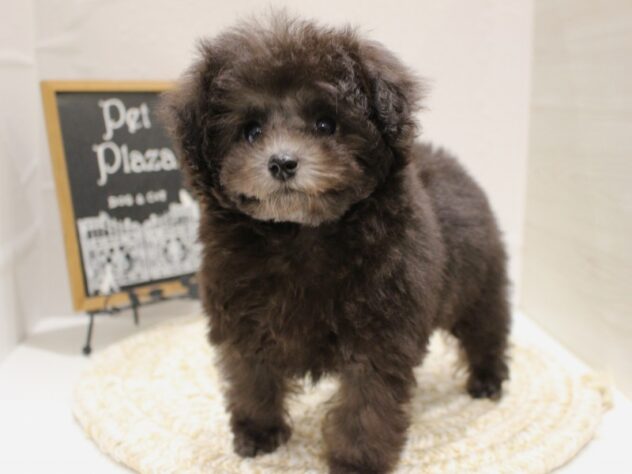 大阪府のトイプードル(トイ) (ペット・プラザ アミーゴ箕面店/2025年10月5日生まれ/女の子/シルバー)の子犬の1枚目の画像