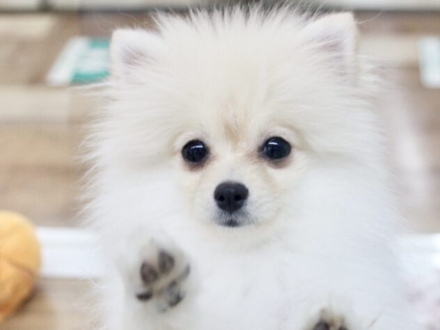 愛媛県のポメラニアン (アミーゴ新居浜店/2025年7月26日生まれ/女の子/クリーム)の子犬の1枚目の画像