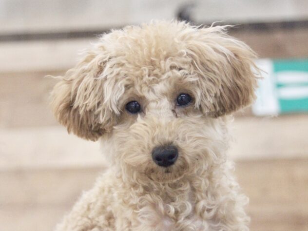 愛媛県のトイプードル(トイ) (アミーゴ新居浜店/2025年6月5日生まれ/女の子/アプリコット)の子犬の1枚目の画像