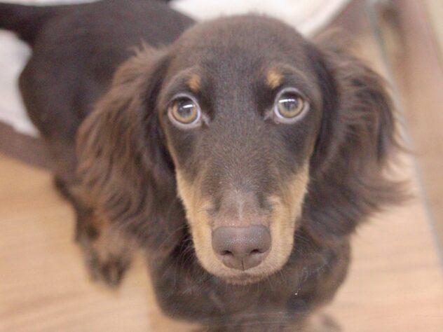 愛媛県のミニチュアダックスフンド(ロング) (アミーゴ新居浜店/2025年6月6日生まれ/男の子/チョコレートタン)の子犬の1枚目の画像