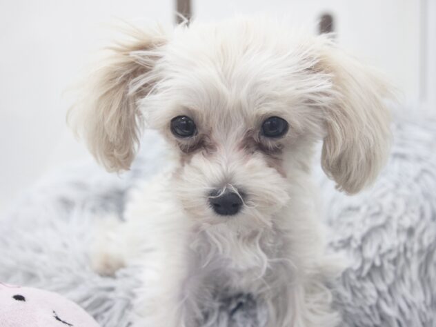 愛媛県のハーフ犬・ミックス犬 (アミーゴ新居浜店/2025年9月6日生まれ/男の子/クリーム)の子犬の1枚目の画像