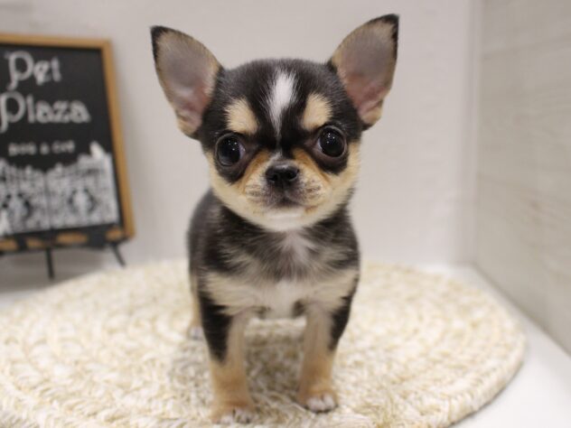 大阪府のチワワ(ロング) (ペット・プラザ アミーゴ箕面店/2025年9月21日生まれ/女の子/ブラッククリームホワイト)の子犬の1枚目の画像