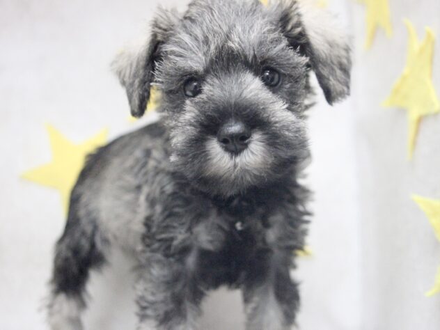 愛媛県のミニチュアシュナウザー (アミーゴ新居浜店/2025年10月27日生まれ/女の子/ソルトペッパー)の子犬の3枚目の画像