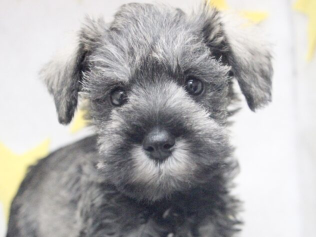 愛媛県のミニチュアシュナウザー (アミーゴ新居浜店/2025年10月27日生まれ/女の子/ソルトペッパー)の子犬の1枚目の画像