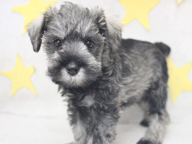 愛媛県のミニチュアシュナウザー (アミーゴ新居浜店/2025年10月27日生まれ/女の子/ソルトペッパー)の子犬の2枚目の画像