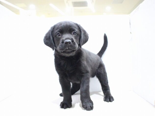 兵庫県のラブラドールレトリーバー (ペット・プラザ アミーゴつかしん店/2025年10月12日生まれ/男の子/ブラック)の子犬の1枚目の画像